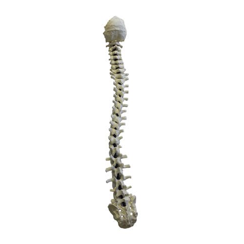 Modelo anatómico de columna vertebral - 5005F - Nacional Ossos - para neurocirugía del raquis / de formación / flexible