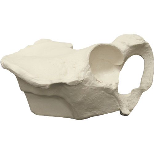 Modelo anatómico de hueso - 2029 - Nacional Ossos - de pelvis / de formación