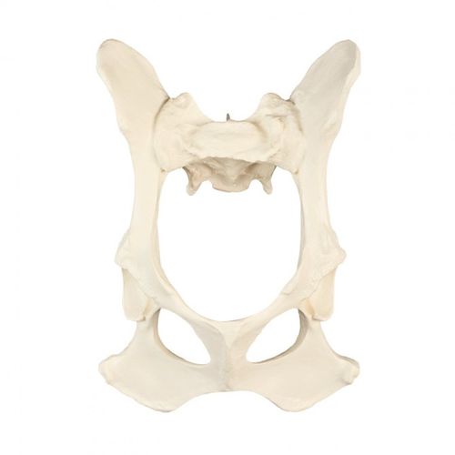 Modelo anatómico de pelvis - AV400 - Nacional Ossos - de formación / canino