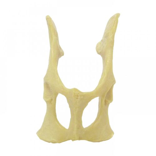 Modelo anatómico de pelvis - AV160 - Nacional Ossos - de cirugía / de formación / de felino