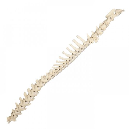 Modelo anatómico de columna vertebral - AV419 - Nacional Ossos - quirúrgico / de formación / canino