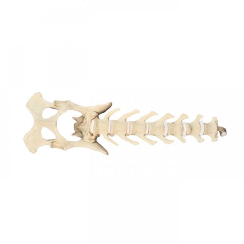 Modelo anatómico de pelvis - AV413 - Nacional Ossos - de la columna vertebral lumbar / quirúrgico / de formación