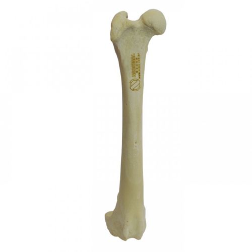Modelo anatómico de fémur - AV202 D - Nacional Ossos - de formación / canino