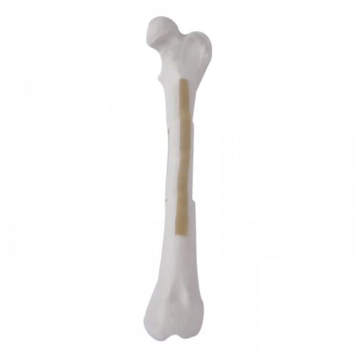 Modelo anatómico de fémur - AV250ESPF3 - Nacional Ossos - quirúrgico / de formación / canino