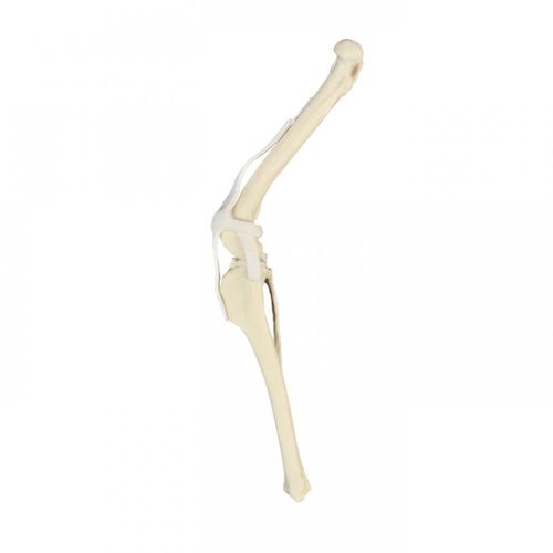Modelo anatómico de rodilla - AV252 D - Nacional Ossos - quirúrgico / de formación / canino