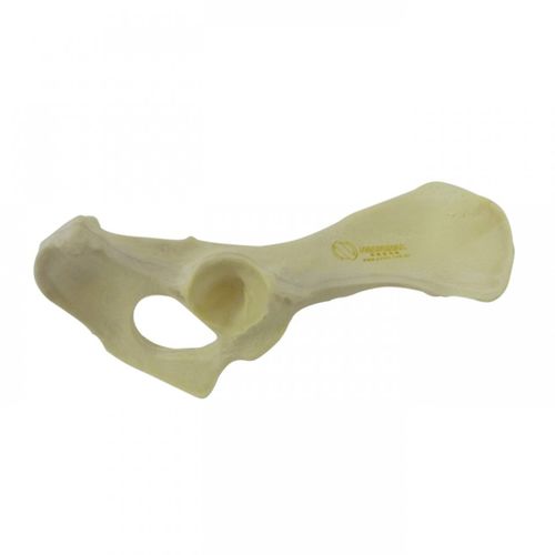 Modelo anatómico de pelvis - AV404 D - Nacional Ossos - quirúrgico / de formación / canino