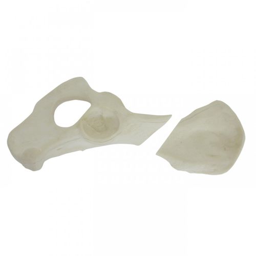 Modelo anatómico de pelvis - AV402EF1 - Nacional Ossos - quirúrgico / de formación / canino