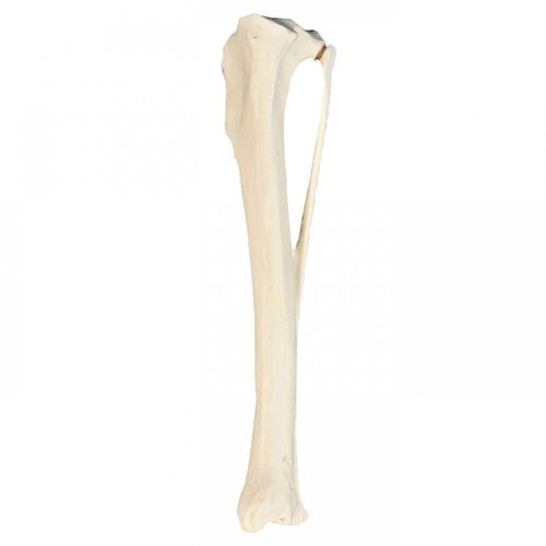 Modelo anatómico de hueso - AV210ESP - Nacional Ossos - de tibia / de formación / canino