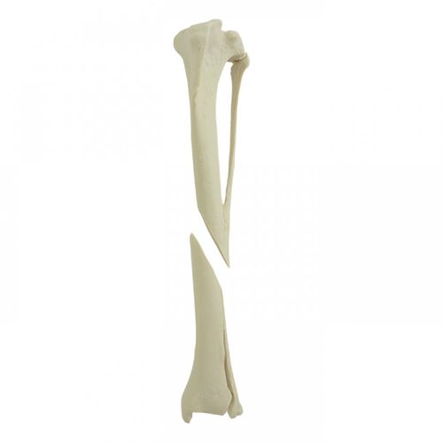 Modelo anatómico de tibia - AV260ESPF2 - Nacional Ossos - quirúrgico / de formación / canino
