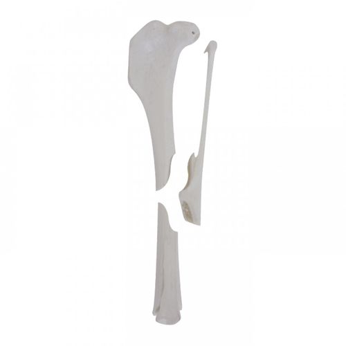 Modelo anatómico de tibia - AV260ESPF1 - Nacional Ossos - quirúrgico / de formación / canino