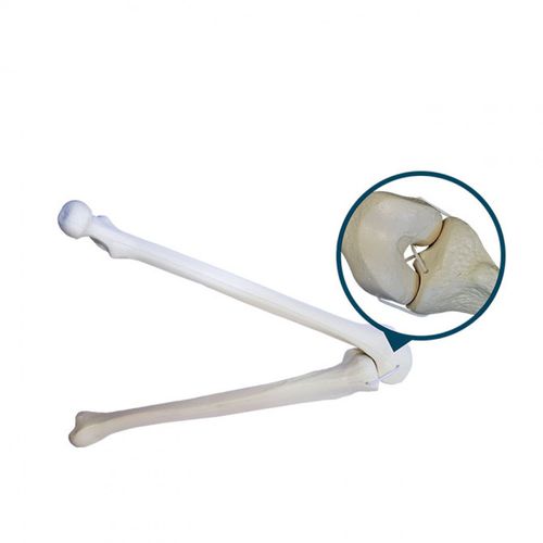 Modelo anatómico de hueso esponjoso - 1010L  - Nacional Ossos - de tibia / de fémur / para cirugía ortopédica