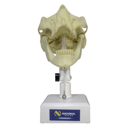 Modelo anatómico de mandíbula - 9971T  - Nacional Ossos - de maxilar / de seno / de dentadura