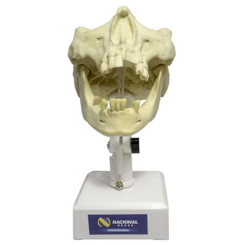 Modelo anatómico de mandíbula - 9973T - Nacional Ossos - de maxilar / de seno / de dentadura