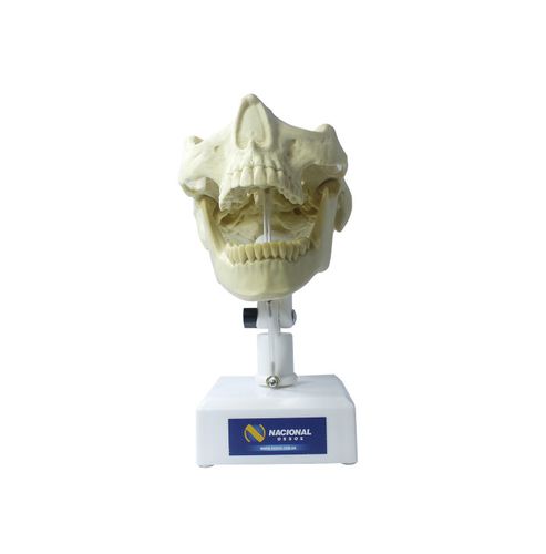Modelo anatómico de mandíbula - 4100T  - Nacional Ossos - de maxilar / para odontología / de formación