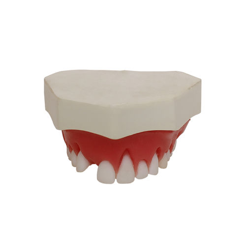 Modelo anatómico de maxilar - 4054  - Nacional Ossos - para odontología / de encías / para periodoncia