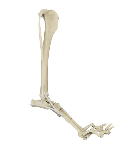 Modelo anatómico de hueso - AV215ESP - Nacional Ossos - de tibia / de tarsos / de articulaciones metatarsofalángicas