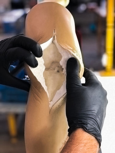 Modelo anatómico de rodilla - 10585 - Nacional Ossos - articulado