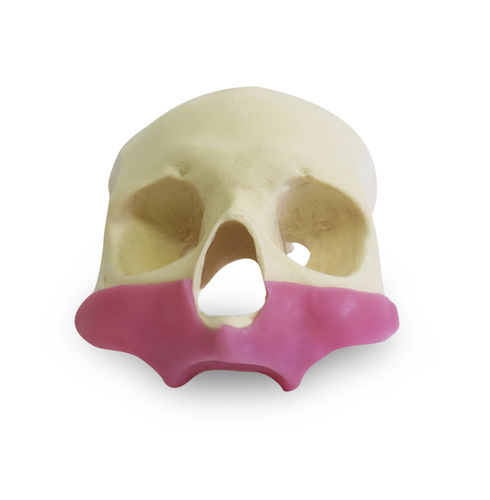 Modelo anatómico de cráneo - 9014G - Nacional Ossos - de seno / gingival / de implantología