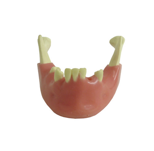 Modelo anatómico de mandíbula - 4012GT - Nacional Ossos - gingival / quirúrgico / de formación