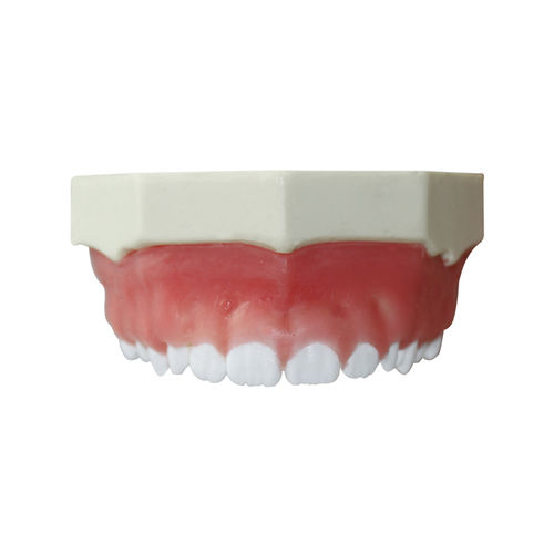 Modelo anatómico de maxilar - 4052 - Nacional Ossos - de encías / de implantología / para periodoncia