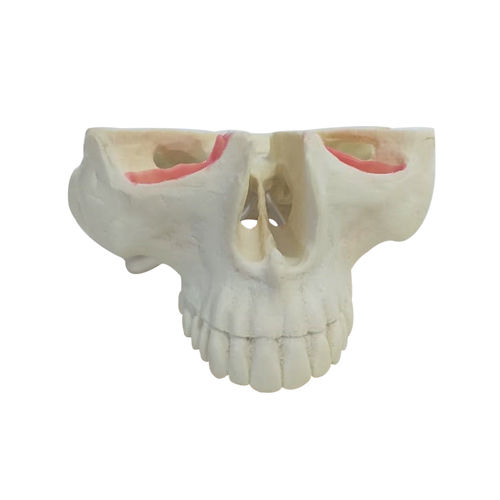 Modelo anatómico de hueso - 4016T - Nacional Ossos - de maxilar / de seno / de dientes