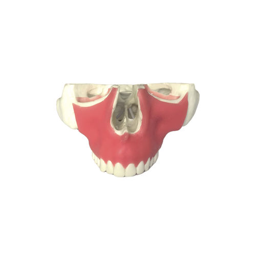 Modelo anatómico de maxilar - 4016GT - Nacional Ossos - de seno / de dientes / gingival