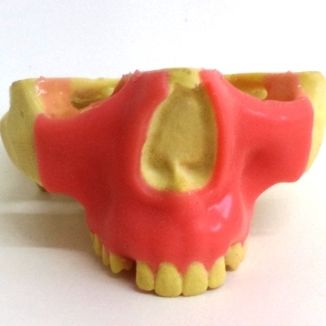 Modelo anatómico de maxilar - 4402-01GT - Nacional Ossos - de seno / gingival / de cirugía