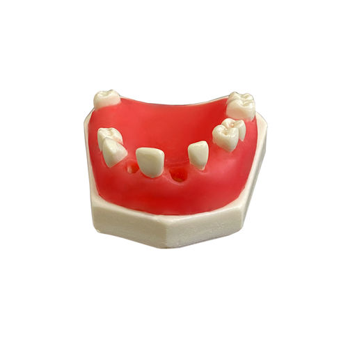 Modelo anatómico de mandíbula - 4802G - Nacional Ossos - de implantología / de prótesis dental / de formación