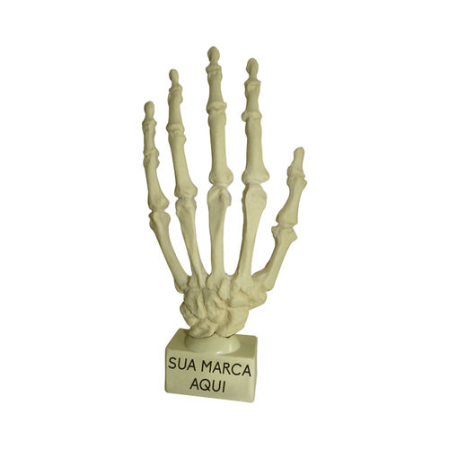 Modelo anatómico de hueso - 1001B - Nacional Ossos - de mano / para cirugía ortopédica / de formación