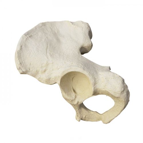 Modelo anatómico de hemipelvis - 2032 - Nacional Ossos - para cirugía ortopédica / de formación / de poliuretano