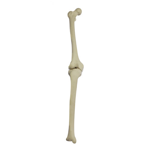 Modelo anatómico de hueso - 2040BDESP - Nacional Ossos - de rodilla / de tibia / de fémur