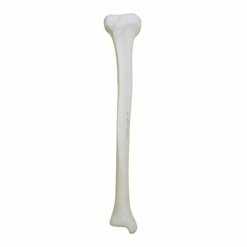 Modelo anatómico de hueso - 2031 - Nacional Ossos - de tibia / para cirugía ortopédica / de formación