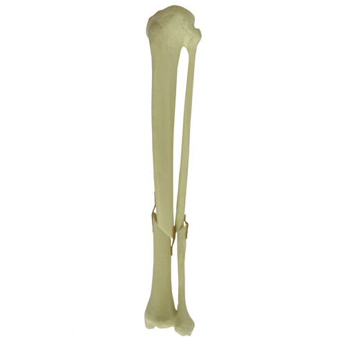 Modelo anatómico de hueso - 9701 - Nacional Ossos - de tibia / de peroné / para cirugía ortopédica