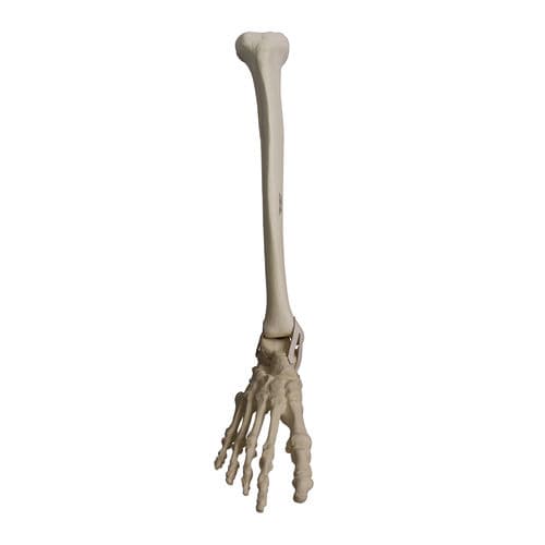 Modelo anatómico de hueso - 2031PI - Nacional Ossos - de tibia / de pie / de tobillo