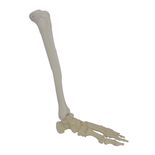 Modelo anatómico de tibia - 1011PI - Nacional Ossos - de pie / de tobillo / para cirugía ortopédica