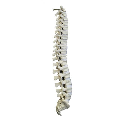 Modelo anatómico de columna vertebral - 5003 - Nacional Ossos - para neurocirugía del raquis / de formación / de poliuretano