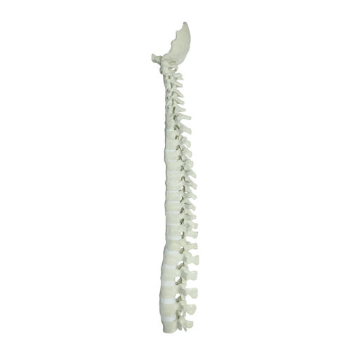 Modelo anatómico de columna vertebral - 5004 - Nacional Ossos - para neurocirugía del raquis / de formación / de poliuretano