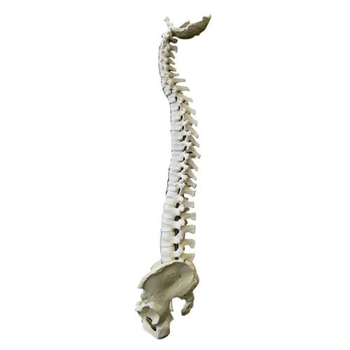 Modelo anatómico de pelvis - 5006 - Nacional Ossos - de columna vertebral / flexible