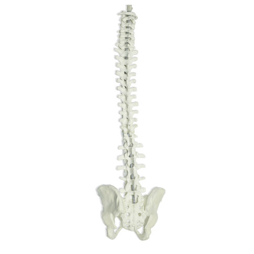 Modelo anatómico de pelvis - 5009 - Nacional Ossos - de columna vertebral / de formación / flexible