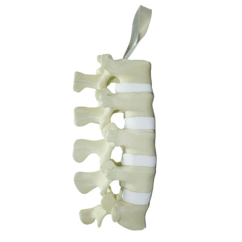 Modelo anatómico de la columna vertebral lumbar - 5011 - Nacional Ossos - para neurocirugía del raquis / de formación / de poliuretano