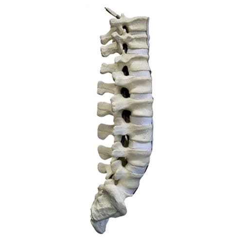 Modelo anatómico de la columna vertebral lumbar - 5013 - Nacional Ossos - de sacro / para neurocirugía del raquis / de formación