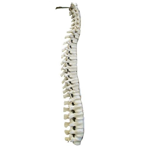 Modelo anatómico de columna vertebral - 5015 - Nacional Ossos - para neurocirugía del raquis / de formación / de poliuretano
