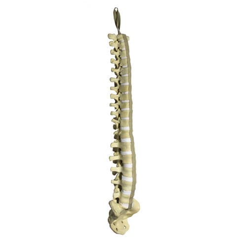 Modelo anatómico de columna vertebral - 5016 - Nacional Ossos - para neurocirugía del raquis / de formación / de poliuretano