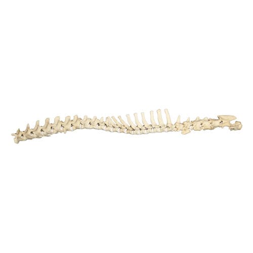 Modelo anatómico de columna vertebral - AV418 - Nacional Ossos - quirúrgico / de formación / canino