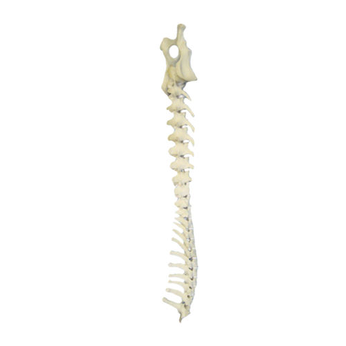 Modelo anatómico de pelvis - AV421 - Nacional Ossos - de vértebras torácicas / de la columna vertebral lumbar / quirúrgico