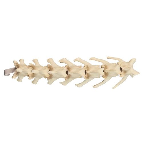 Modelo anatómico de la columna vertebral lumbar - AV411 - Nacional Ossos - quirúrgico / canino / de poliuretano