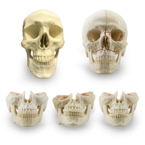 Modelo anatómico de cráneo - 12957 - Nacional Ossos - de maxilar / facial / para cirugía dental