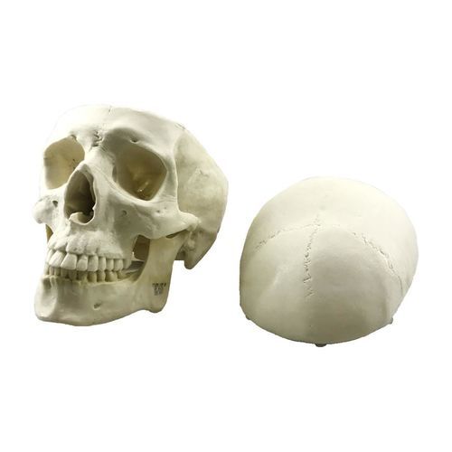 Modelo anatómico de cráneo - 9017 - Nacional Ossos - craneal / intracraneal / quirúrgico