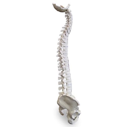 Modelo anatómico de pelvis - 5006 - Nacional Ossos - de columna vertebral / flexible