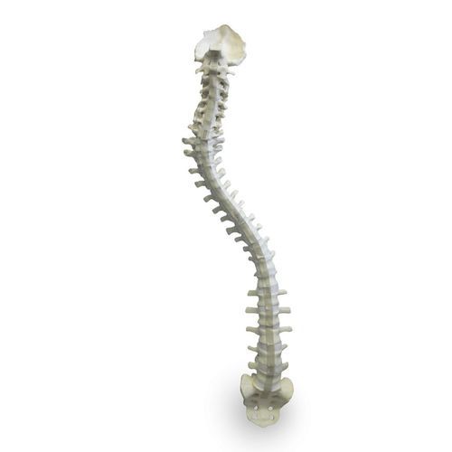 Modelo anatómico de columna vertebral - 5005F - Nacional Ossos - para neurocirugía del raquis / de formación / flexible